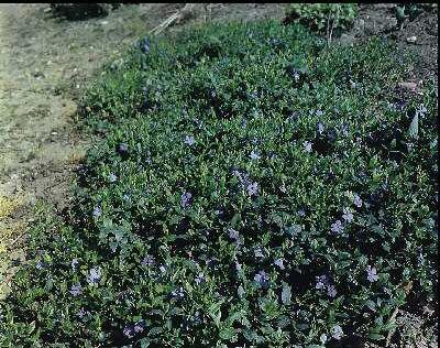 vinca minor la grave