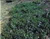 vinca minor la grave