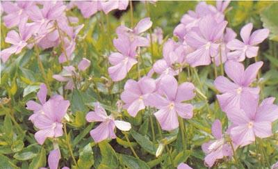 viola boughton blue