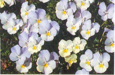 viola milkmade