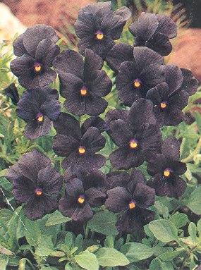 viola molly sanderson
