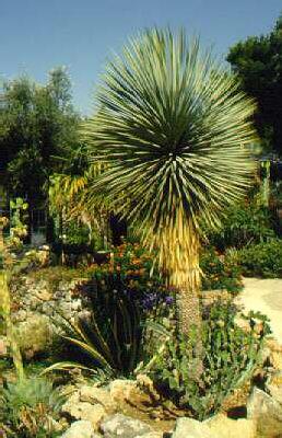 yucca rostrata